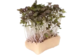 Kyona Mustard cress single